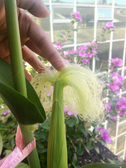 hand-pollination on sweet corn plants