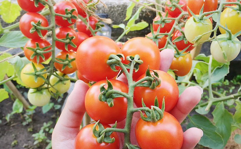 Growing Cherry Tomatoes Encouraging Treats