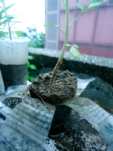 cherry tomato seedlings growing horizontally