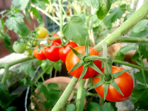 Cherry tomatoes
