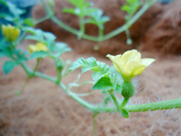 watermelon flower male female