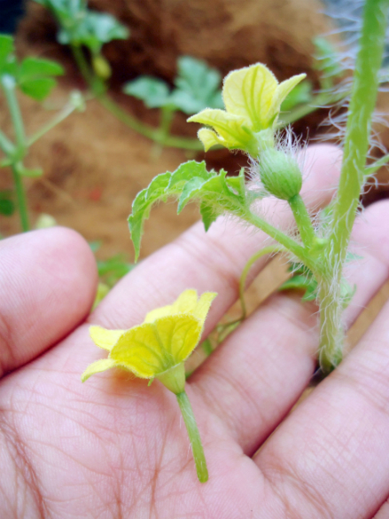 watermelon flower male female