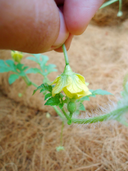 Pollinating the male and female watermelon flowers by hand.
