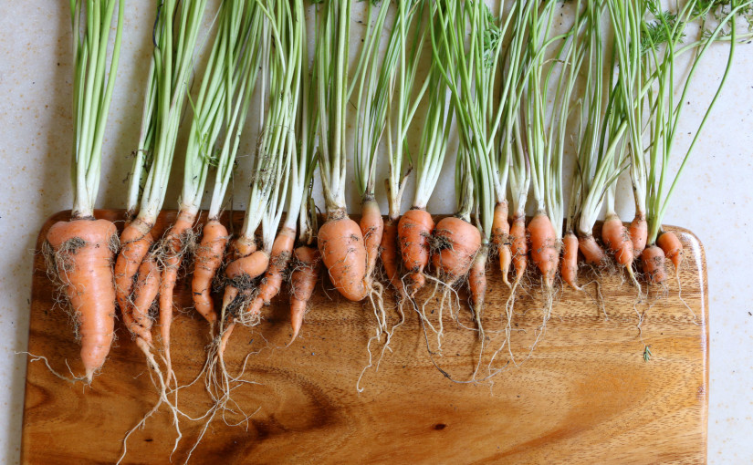 How to Grow Carrots at Home