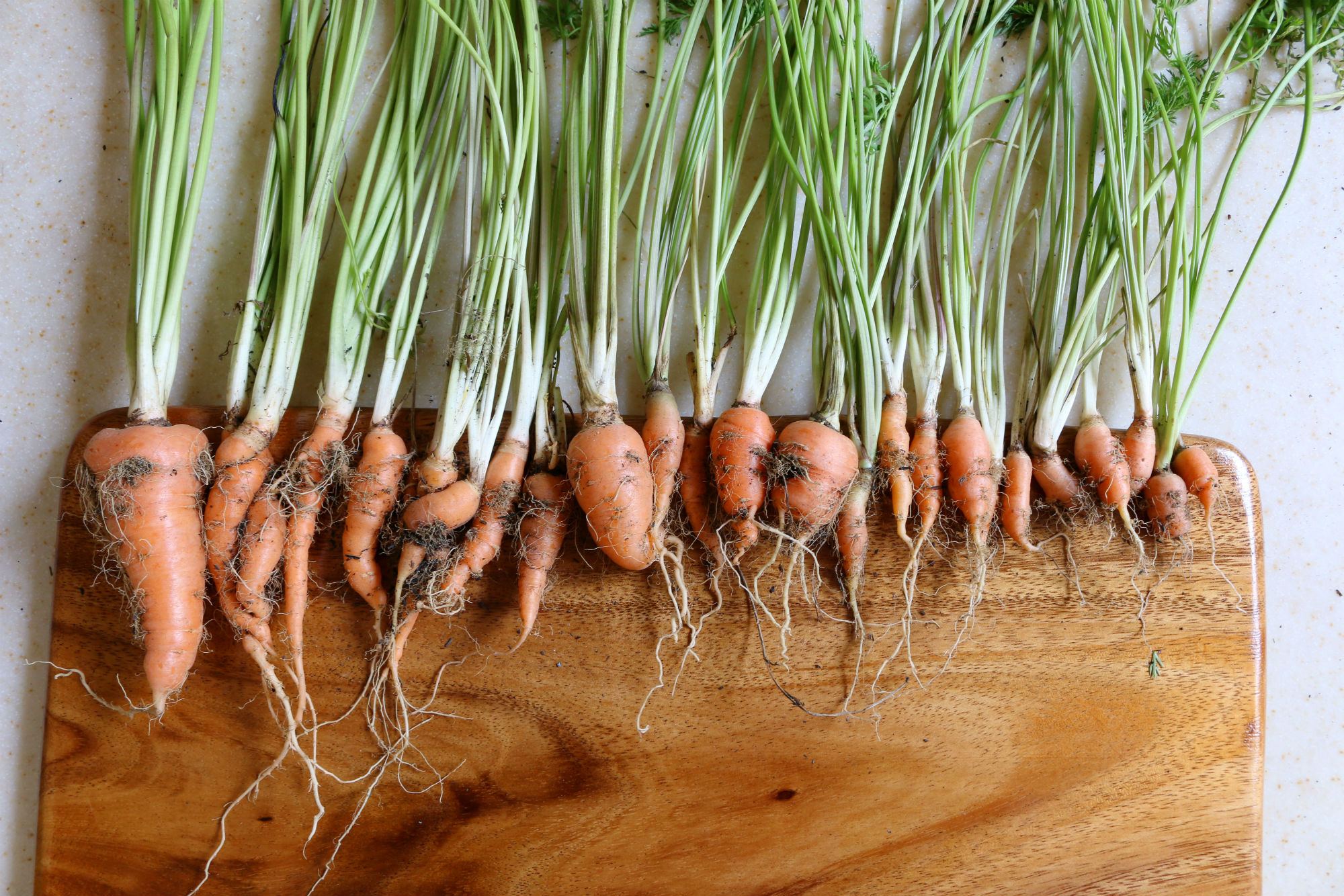 do carrots grow well in cold weather