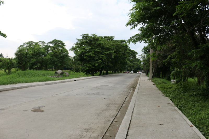 Sunflowers at UP Diliman (1)