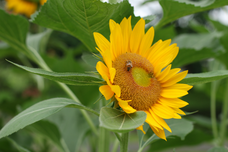 Sunflowers at UP Diliman (10)