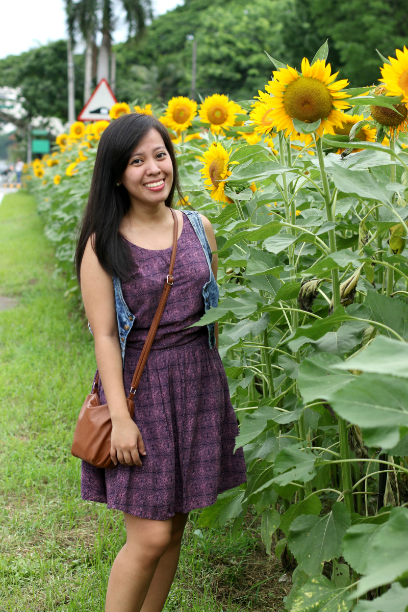 Sunflowers at UP Diliman (11)