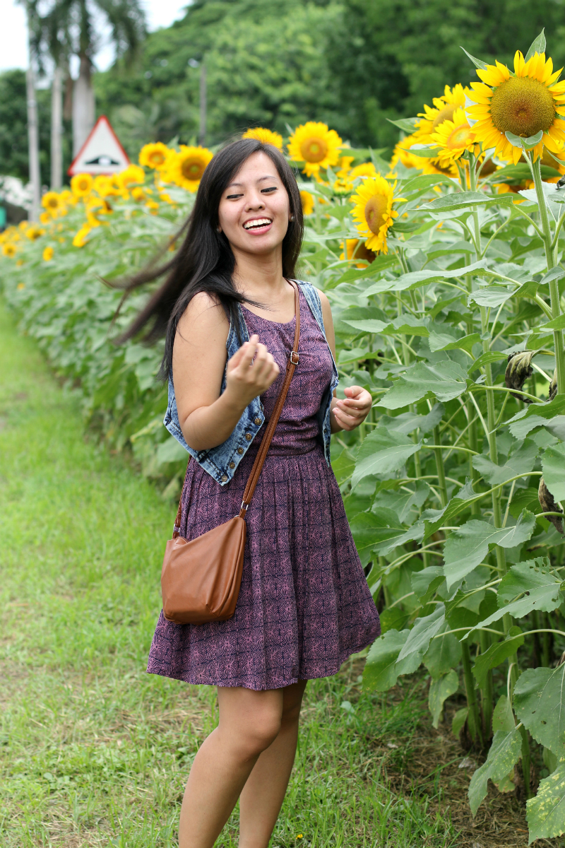 Sunflowers at UP Diliman (12)