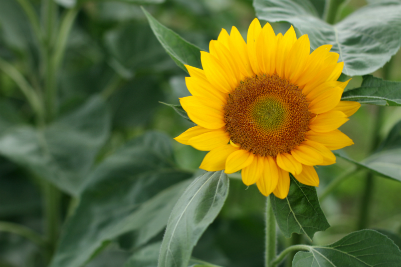 Sunflowers at UP Diliman (15)