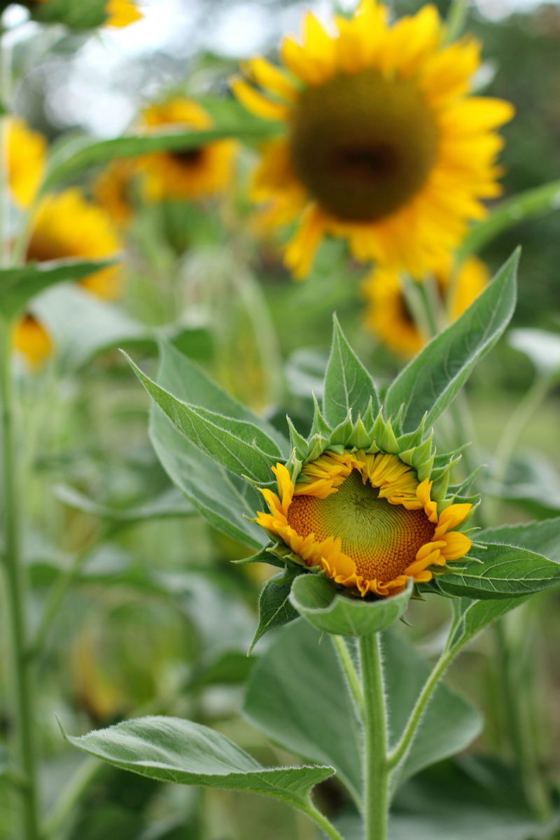 Sunflowers at UP Diliman (16)