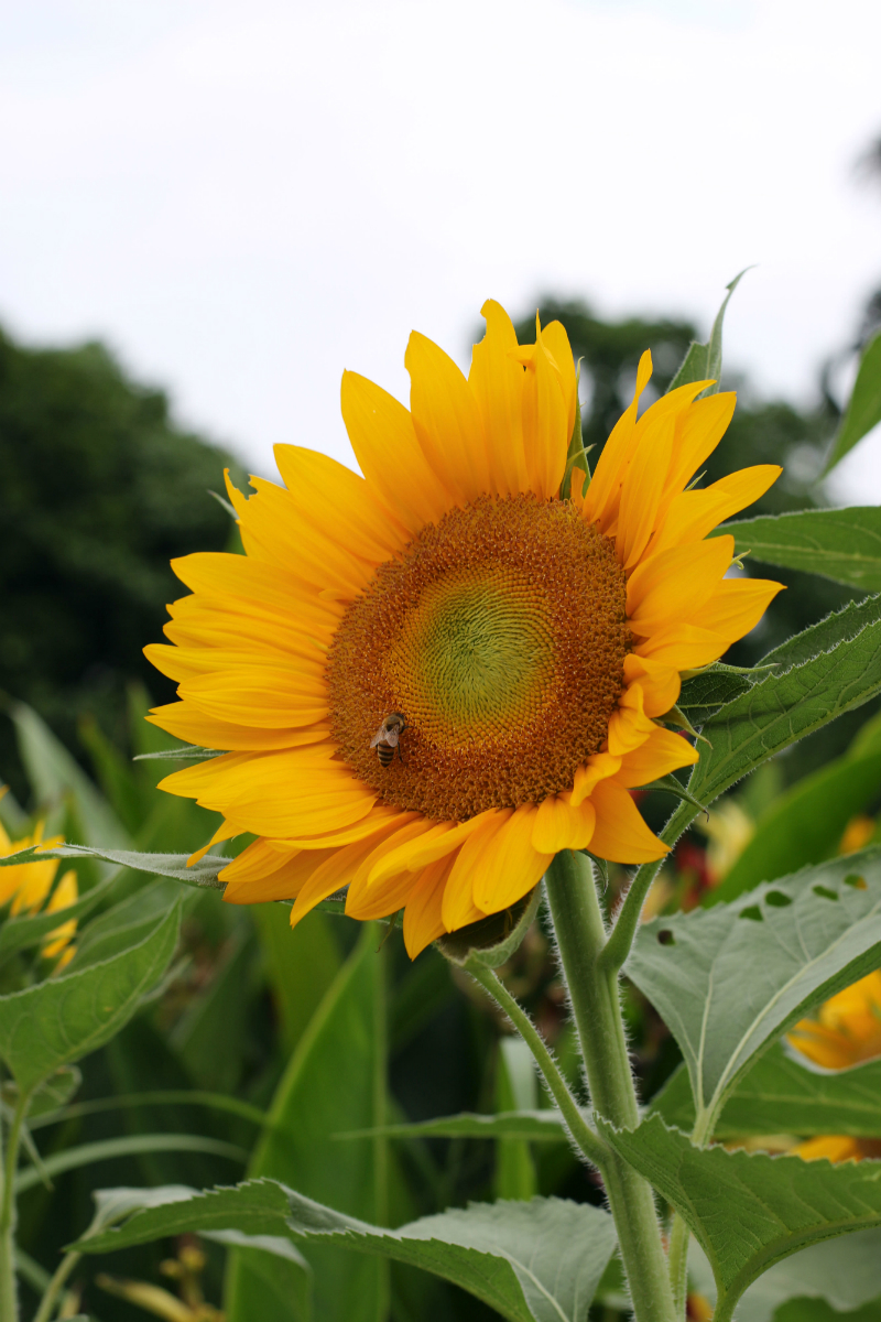 Sunflowers at UP Diliman (2)