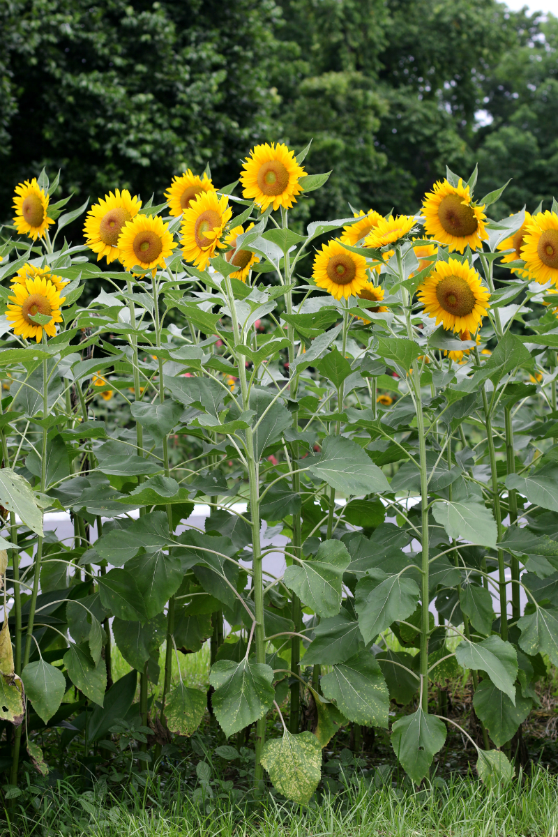 Sunflowers at UP Diliman (3)