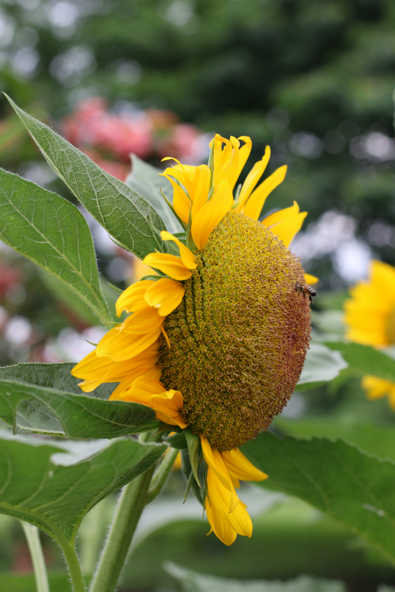 Sunflowers at UP Diliman (4)