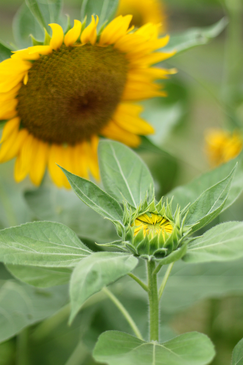 Sunflowers at UP Diliman (5)