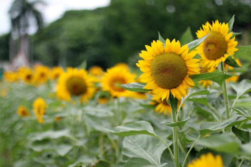 Sunflowers at UP Diliman (6)