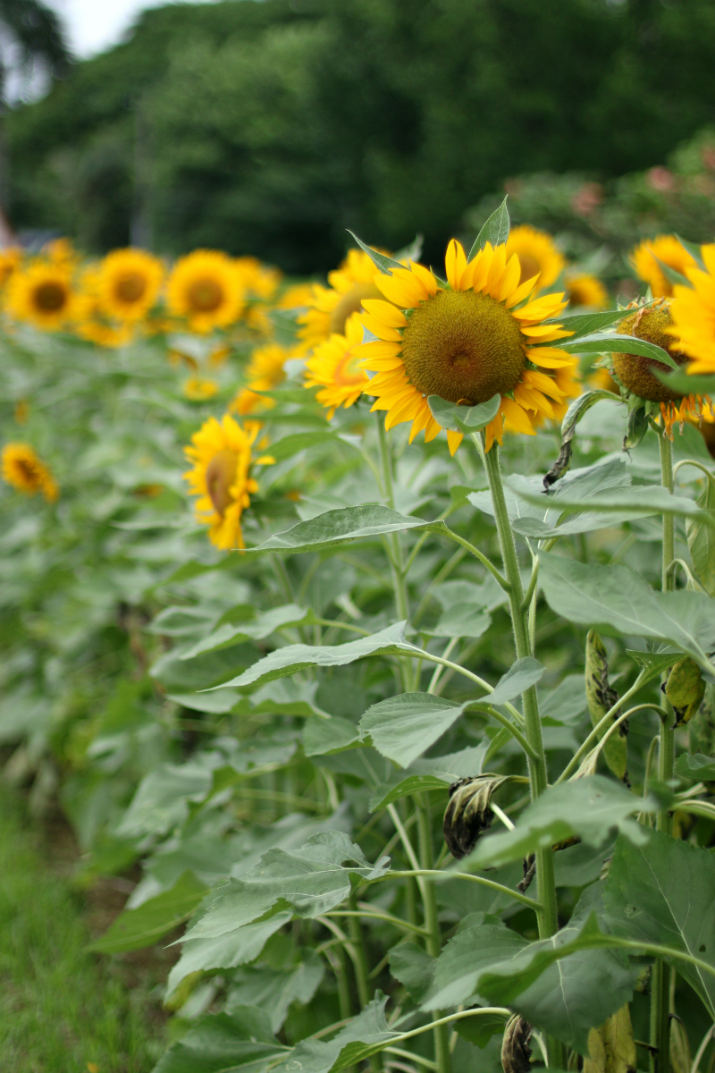 Sunflowers at UP Diliman (7)