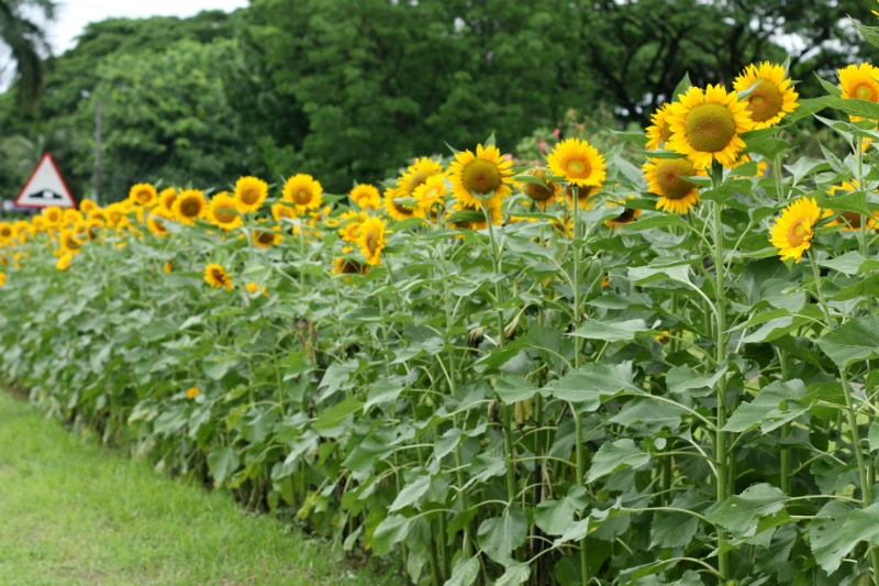 Sunflowers at UP Diliman (8)