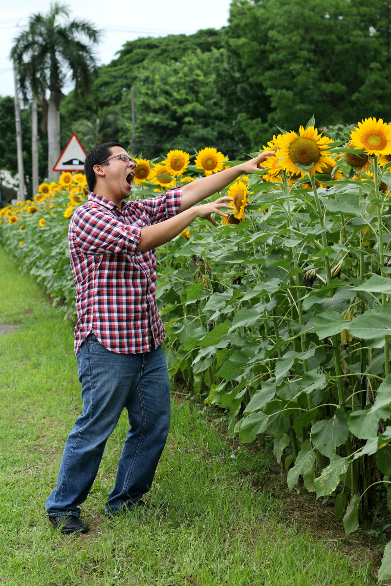 Sunflowers at UP Diliman (9)