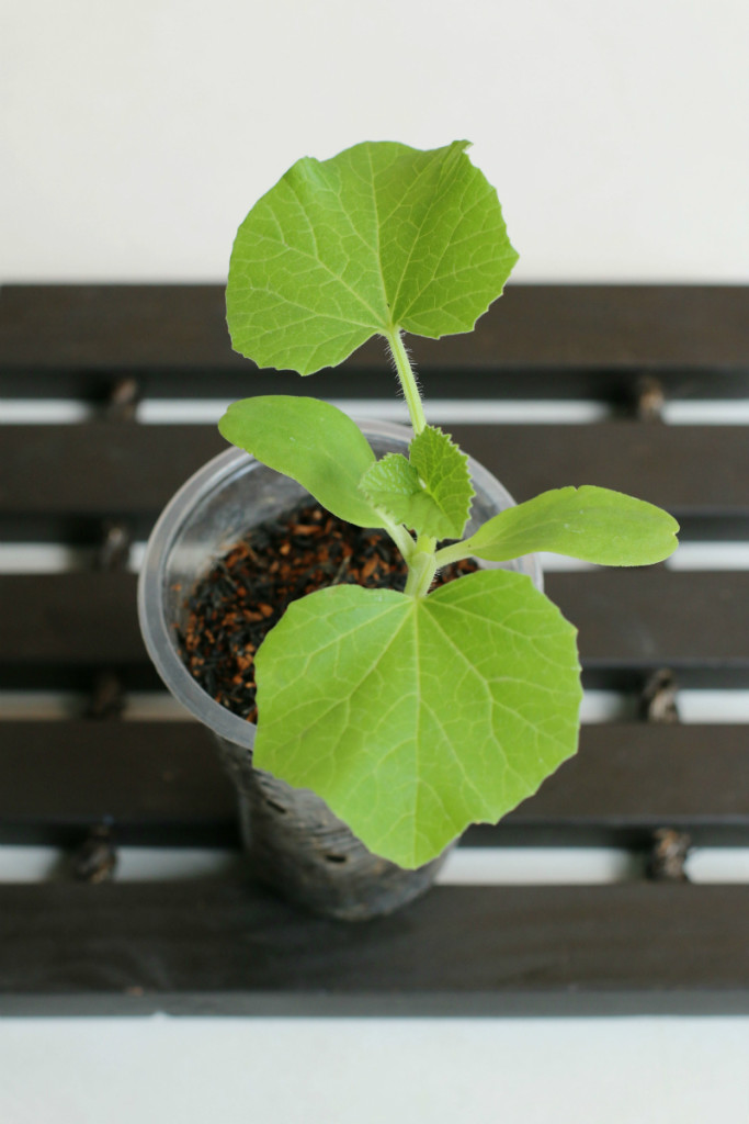How to Grow Melons in Containers Encouraging Treats