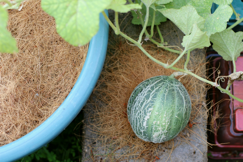 how to grow melons (12) - Copy