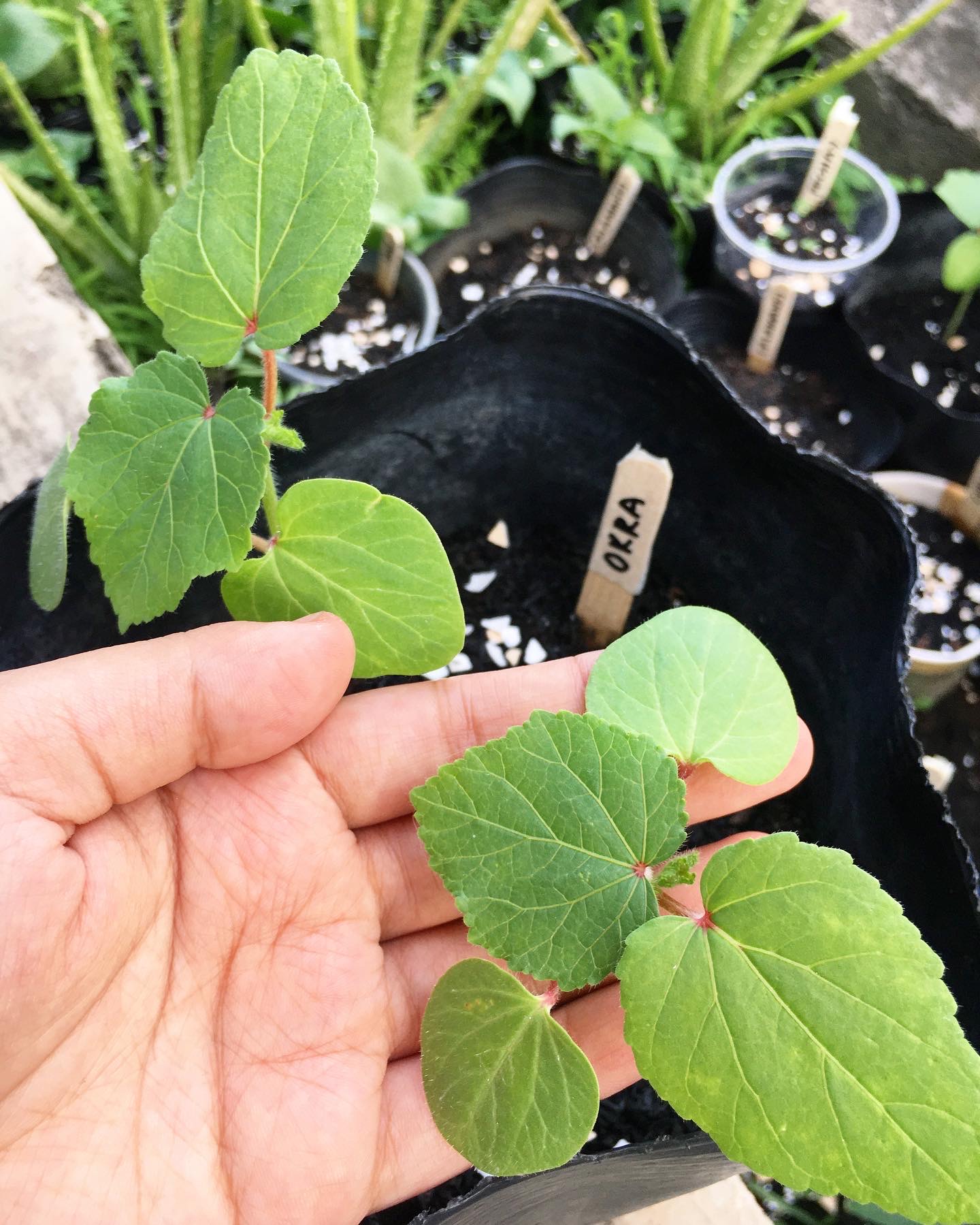 okra plant in container