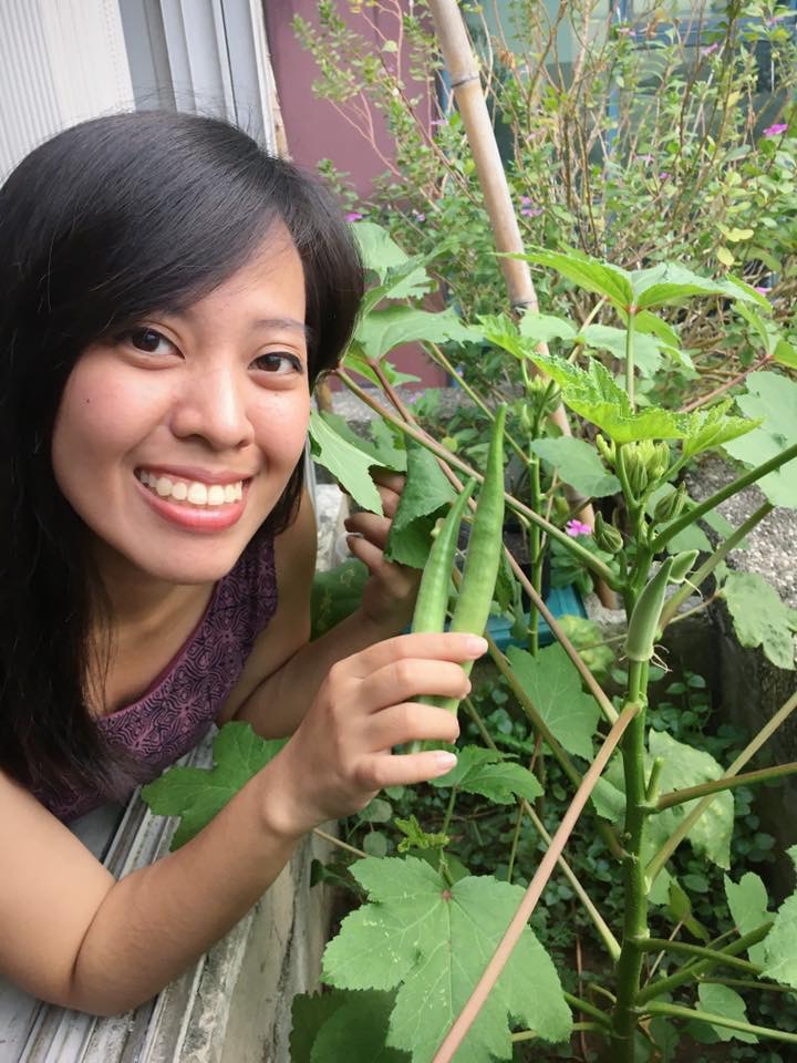 okra plant in container