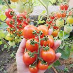 How to Grow Cherry Tomatoes at Home
