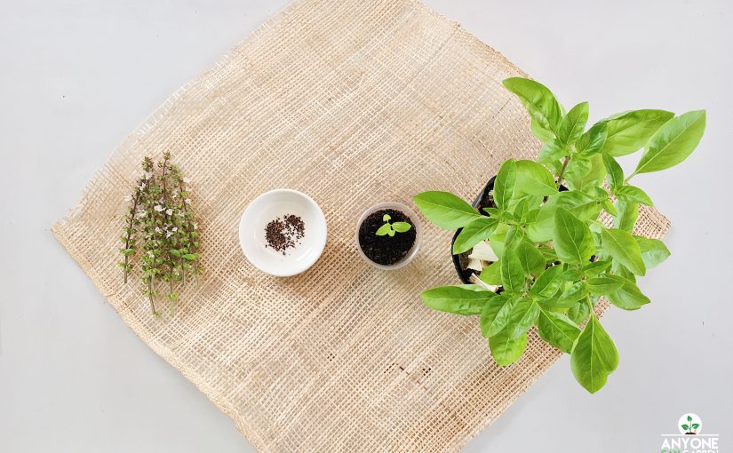 How To Grow Basil From Seed