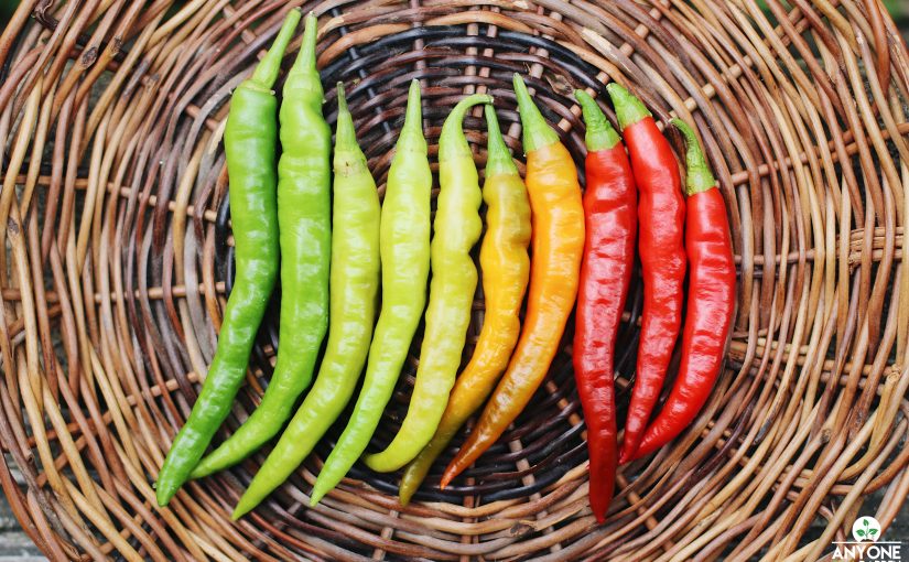 How to Grow Long Chilis